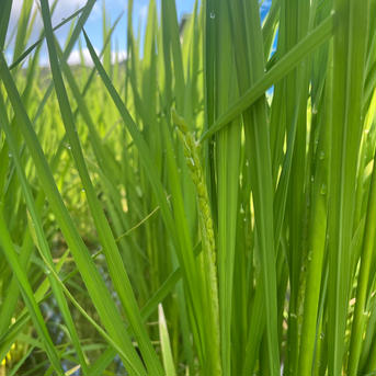 キヌヒカリ玄米5kg🌾橙心🌾令和7年度産新米🌾淡路島からの新米キヌヒカリ〜玄米 キヌヒカリ玄米5kg 米・穀物/玄米通販