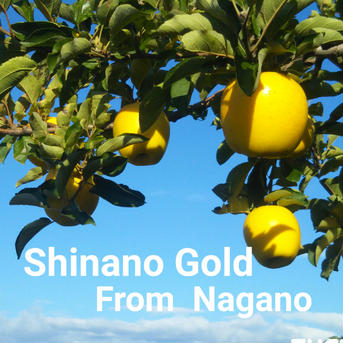 #シャキっ！パリっ！りんご 2品種セット【長野県産サンふじ・シナノゴールド】合計4.7㎏～5kg（計10～15個） 合計4.7㎏～5kg（計10～15個） 果物/りんご通販