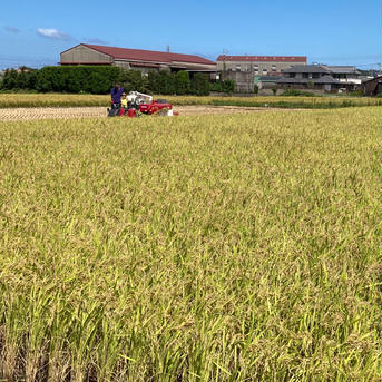 令和6年度淡路島産コシヒカリ2kg 令和6年度産コシヒカリ2kg 米・穀物/米/精米通販