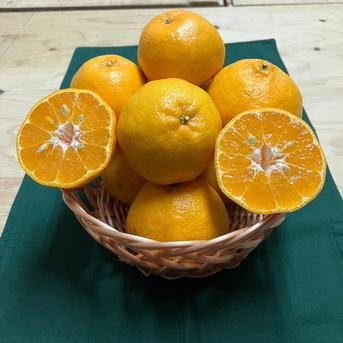 鹿児島県産ポンカン箱込み2kg ｜ 果物/オレンジ・その他みかん 産直