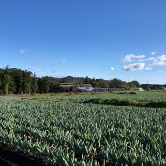 本場下仁田産！下仁田ネギ　2Ｌ～３Lサイズ10本 下仁田ネギ　2Ｌ～３Lサイズ 野菜/ねぎ通販