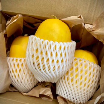 なつかしい味☆湖国の黄まくわ 黄まくわ　M3玉 果物/その他果物通販