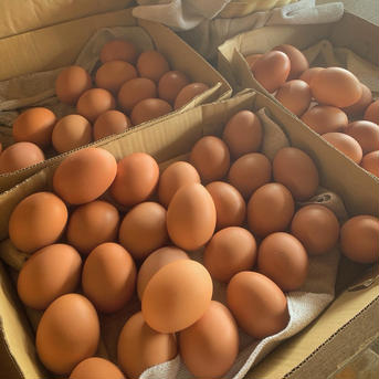 平飼い有精卵【Sサイズ40個】 10個入り×4パック 卵/鶏卵通販