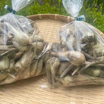 パリポリ食感がクセになる！泥付き生らっきょう～１Kg 500gパック×2個セット 野菜/その他野菜通販