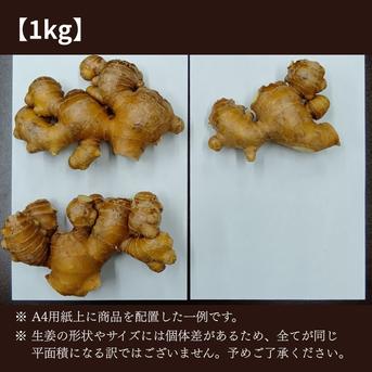 特別栽培 高知県産 香り大生姜 2kg ｜ 野菜/薬味 産直アウル 農家