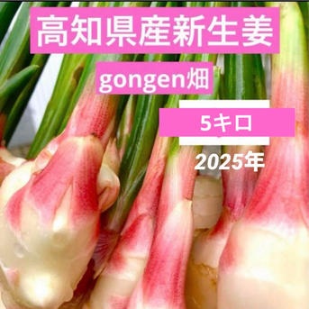 高知県産 朝採れ新生姜 5キロ | 野菜/薬味 産直アウル 農家から