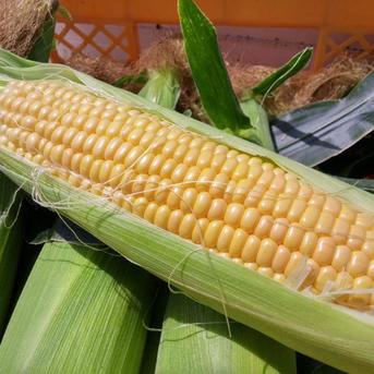 【8月上旬発送】昨年1万本販売実績☆TBSラヴィット話題沸騰中☆🌽お中元ギフト🌽日本最高峰の糖度を誇る『富士信玄とうもろこし』約1.5kg 富士信玄とうもろこしお試し約1.5キロ 野菜/とうもろこし通販