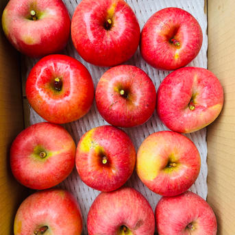 ご家庭用＆訳あり】蜜入りりんご◡̈ 高徳【こうとく】 | 果物/りんご