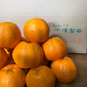 静岡県産 濃厚完熟みかん【ポンカン】 3kg（M～2L混合） | 果物