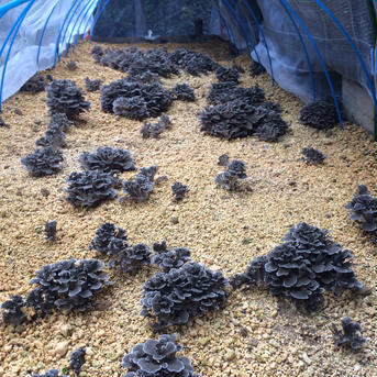 【生まいたけ】（1000g）京都府産　原木栽培　農薬不使用 1000g 野菜/きのこ通販