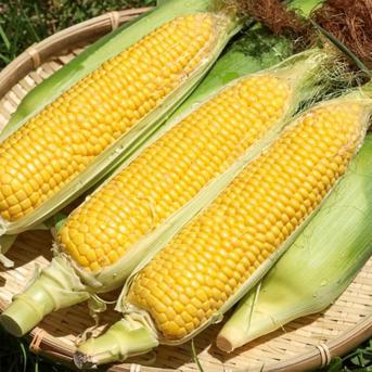 【8月上旬発送】昨年1万本販売実績☆TBSラヴィット話題沸騰中☆🌽お中元ギフト🌽日本最高峰の糖度を誇る『富士信玄とうもろこし』約1.5kg 富士信玄とうもろこしお試し約1.5キロ 野菜/とうもろこし通販