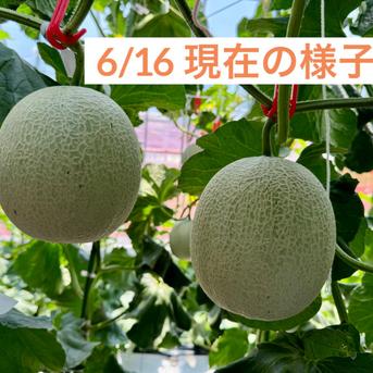 【アウルの日】有馬温泉の麓発 有馬メロン🍈 5L特大1玉（1.5~1.7kg）土づくりと甘さにこだわった低農薬栽培の最高傑作🌟 有馬温泉の麓よりお届け🛻 兵庫県有馬特産 赤肉メロン お中元・贈答ギフトにも🎁 《7/20〜順次発送》 1.5~1.7kg（5L/1玉） 果物/メロン通販