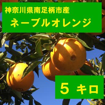 ヨンジャ様【香川県産】　農薬不使用　ネーブルオレンジ　30kg 〈送料込み〉 訳あり】中津川農園 ネーブルオレンジ5㎏ ｜ 果物/オレンジ・その他
