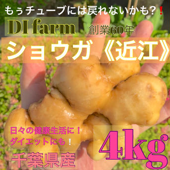 《期間限定！！》【近江】しょうが　千葉県産　4kg　[送料込み] 4kg 野菜/薬味通販