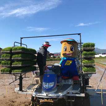 【新米】北海道厚沢部町産　ななつぼし5kg 5kg 米・穀物/米/精米通販