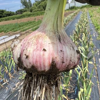 北海道在来　通称「ピンクにんにく」(R6・札幌産)0.5kg 0.5kg 野菜/にんにく通販