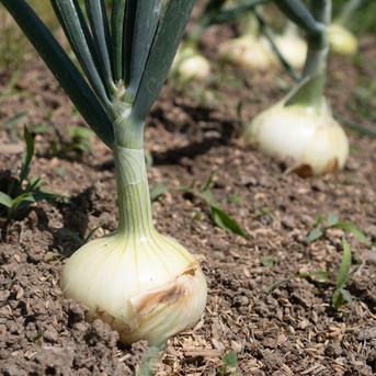 無農薬・無化学肥料で育てた新玉ねぎ(大〜小サイズミックス) ｜ 野菜