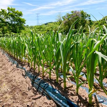 田子町産にんにく【バラ10kg】7月中旬以降お届け ｜ 野菜/にんにく