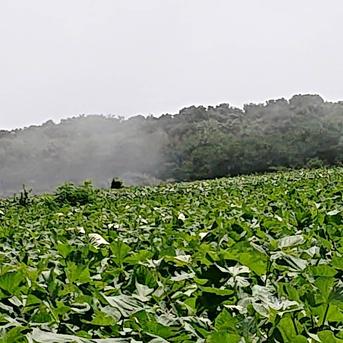 佐之衛門のシルクスイート シルクスィート1.9キロ 野菜/さつまいも通販