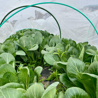 小松菜1.2kg(200g×6袋) 農薬・化学肥料不使用 1.2kg 野菜/小松菜通販