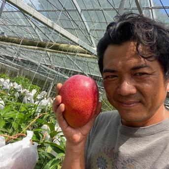 完熟マンゴー1kg(2〜3個) 1kg(2〜3個) 果物/マンゴー通販