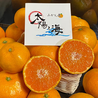 みかん屋🍊太陽と海【輝みかん】（5k×2） 10k入 果物/温州みかん通販