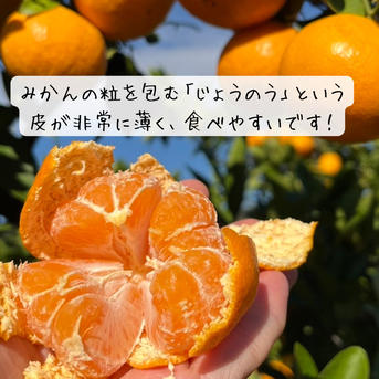 完熟】有田みかん 10キロSサイズ ギフトにも！ 温州みかん 宮川早生