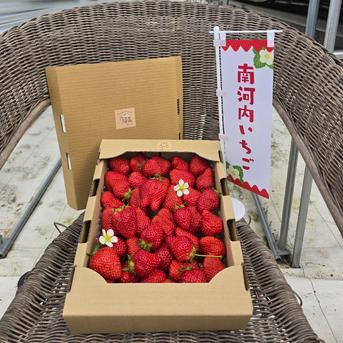 1 to go noきもち 金剛いちごBOX 1kg強 果物/いちご通販