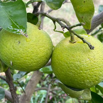 自然栽培】カボス 5kg箱詰 完全無資材／農薬不使用・無肥料・無除草剤