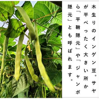 キュルっとした歯応えが堪らない！ジャンボインゲン＜約700g＞ 約700g 野菜/豆類通販