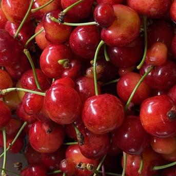 山形県産　さくらんぼ紅秀峰　500g 訳あり品 訳あり品500グラム 果物/さくらんぼ通販