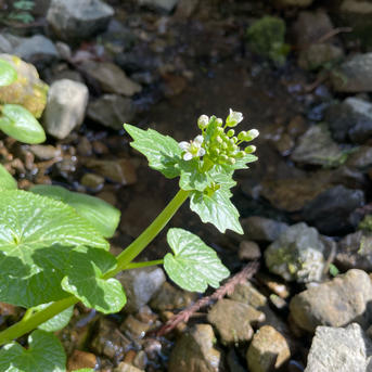 わさびの花(蕾) 東京産 ｜ 野菜/薬味 産直アウル 農家・漁師など生産者
