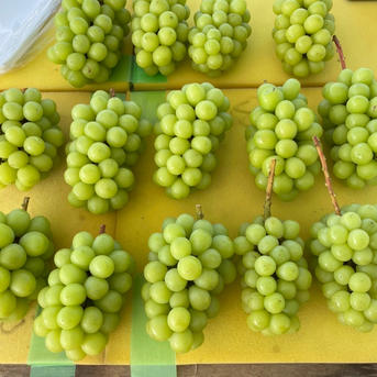 すぐ発送！約1.7キロ3-5房入樹上完熟シャインマスカット- 家庭用訳あり