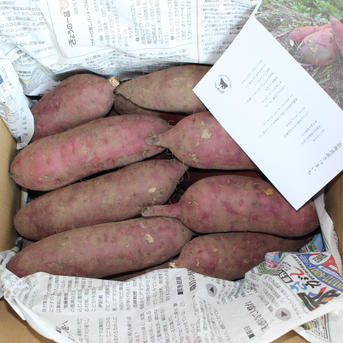 北海道産紅はるか5kg【Sサイズ】 ｜ 野菜/さつまいも 産直アウル 農家