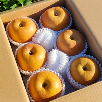 和梨「あきづき」 大玉3.3㎏（6～9個） | 果物/梨 産直アウル 農家から