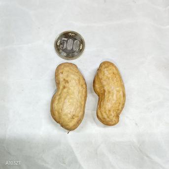 きくらげタクシー 千葉県産 おおまさり 5kg 手むき 乾燥生落花生