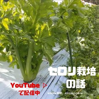 🌱希少なオーガニックセロリ🌱【有機JAS認証】5kg 5kg 野菜/セロリ通販