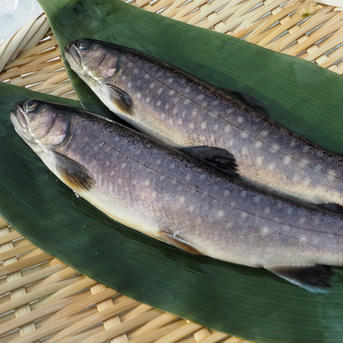[岩魚]イワナ９尾入×4箱　(22cmサイズ)冷凍 36尾/4㎏ 魚介類/川魚通販