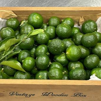 爽やかな酸味！採れたて【シークワーサー】1000g ｜ 果物/香酸柑橘