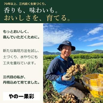 先行予約・11月5日発送開始】高知県産 土付き新生姜 4kg｜やの一果彩