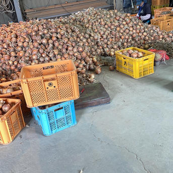 訳あり】淡路島玉ねぎ20キロ ｜ 野菜/玉ねぎ 産直アウル 農家・漁師