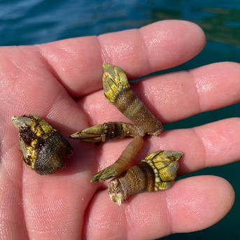カメノテ　小サイズ 1キロ 魚介類/その他甲殻類通販