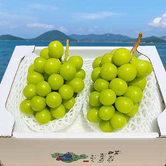 岡山育ち 空と海のシャインマスカット1キロ | 果物/ぶどう 産直アウル