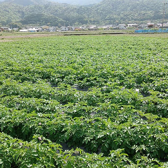 ★特価★デストロイヤー4㎏★無農薬★おまけ付き 4㎏ 野菜/じゃがいも通販