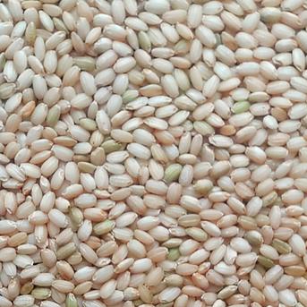 特別栽培米もち米【マンゲツモチ精米20kg】一等米✨ 令和6年産・有機・低農薬（80％以上削減） マンゲツモチ　精米20ｋｇ 米・穀物/もち米通販