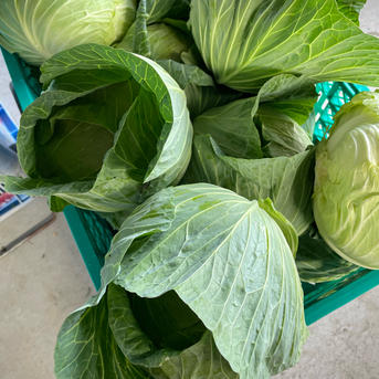 収穫開始！湖国の夏キャベツ ｜ 野菜/キャベツ 産直アウル 農家・漁師