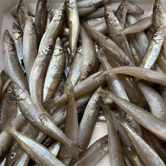 淡路島産キス1キロ　2人〜4人前 1キロ　2人〜4人 魚介類/その他魚介通販