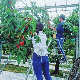 紅秀峰 家庭用2kg ｜ 果物/さくらんぼ 産直アウル 農家・漁師など生産