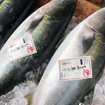 ひみ寒ぶり　氷見産鰤　1本　10kg〜 三枚おろし賜ります 10kg〜 魚介類/ぶり通販