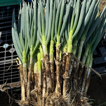 秋田のオーガニック長ネギ【8kg】 8kg 野菜/ねぎ通販
